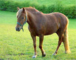 New Forest | Horse | Horse Breeds